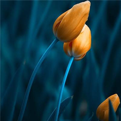 乐鱼平台app下载官网